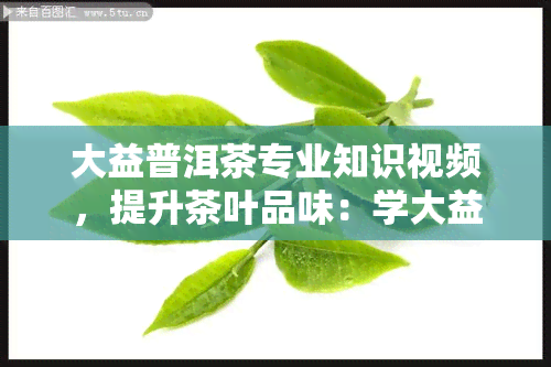 大益普洱茶专业知识视频，提升茶叶品味：学大益普洱茶的专业知识视频