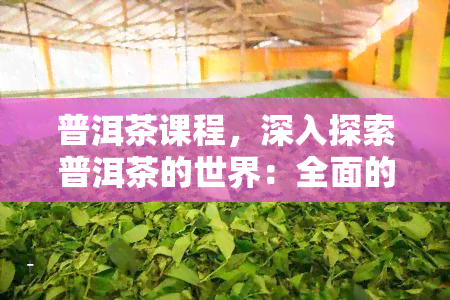 普洱茶课程，深入探索普洱茶的世界：全面的普洱茶课程