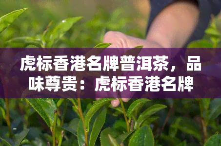 虎标名牌普洱茶，品味尊贵：虎标名牌普洱茶，带你领略茶文化的魅力！