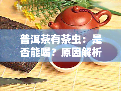 普洱茶有茶虫：是否能喝？原因解析