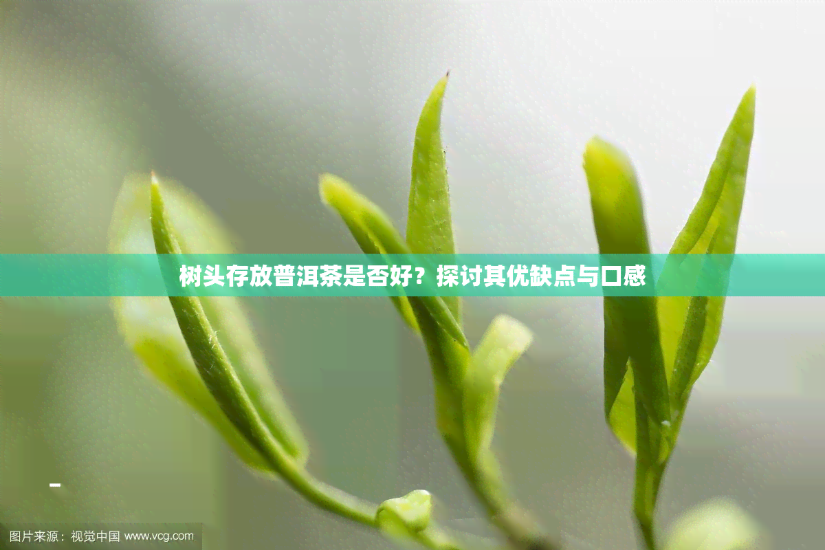 树头存放普洱茶是否好？探讨其优缺点与口感