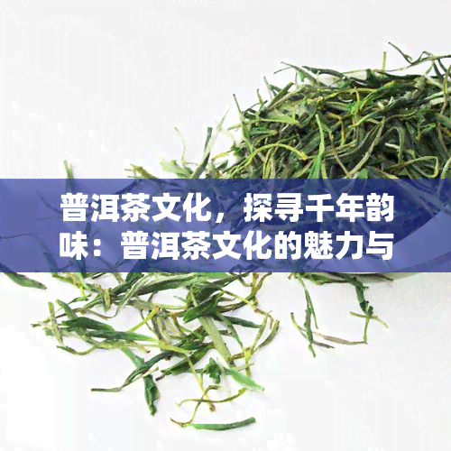 普洱茶文化，探寻千年韵味：普洱茶文化的魅力与传承