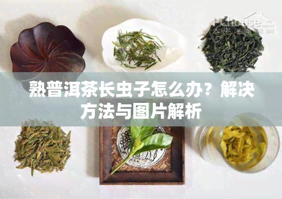 熟普洱茶长虫子怎么办？解决方法与图片解析