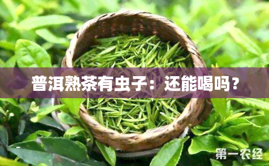 普洱熟茶有虫子：还能喝吗？