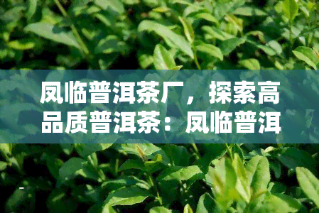 凤临普洱茶厂，探索高品质普洱茶：凤临普洱茶厂的制茶工艺与独特风味