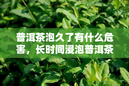 普洱茶泡久了有什么危害，长时间浸泡普洱茶的危害，你需要注意这些！