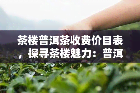 茶楼普洱茶收费价目表，探寻茶楼魅力：普洱茶收费价目表一览