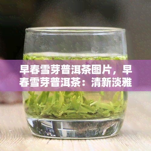 早春雪芽普洱茶图片，早春雪芽普洱茶：清新淡雅的茶香与美丽的图片欣