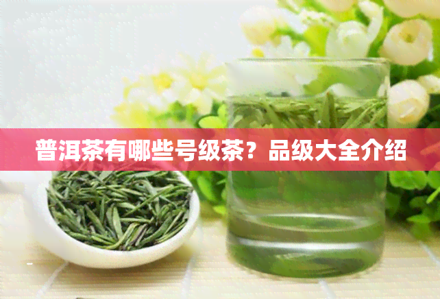 普洱茶有哪些号级茶？品级大全介绍