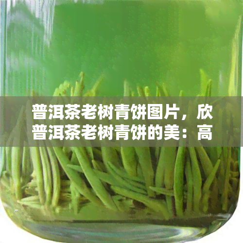 普洱茶老树青饼图片，欣普洱茶老树青饼的美：高清图片展示