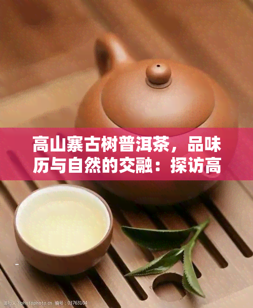 高山寨古树普洱茶，品味历与自然的交融：探访高山寨古树普洱茶园