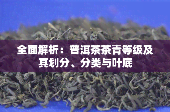 全面解析：普洱茶茶青等级及其划分、分类与叶底