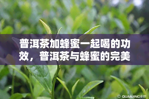 普洱茶加蜂蜜一起喝的功效，普洱茶与蜂蜜的完美结合：养生新选择