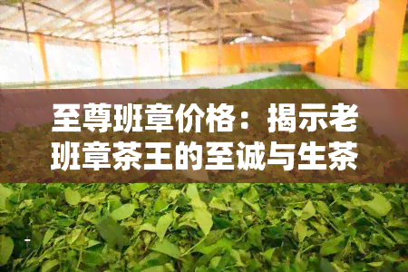 至尊班章价格：揭示老班章茶王的至诚与生茶价值