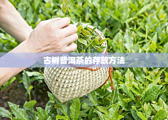 古树普洱茶的存放方法