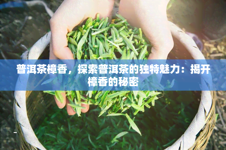 普洱茶樟香，探索普洱茶的独特魅力：揭开樟香的秘密