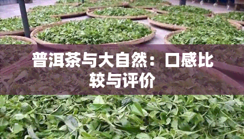 普洱茶与大自然：口感比较与评价