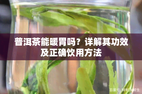 普洱茶能暖胃吗？详解其功效及正确饮用方法