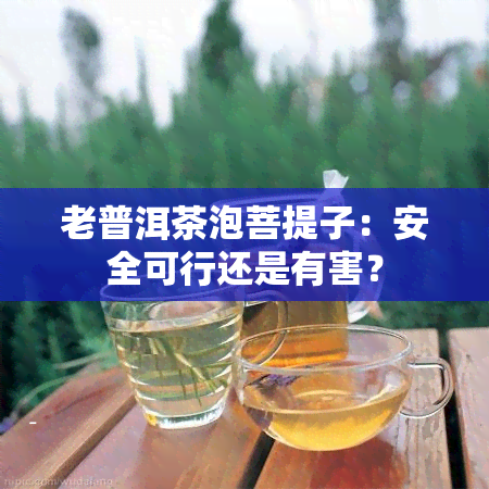 老普洱茶泡菩提子：安全可行还是有害？