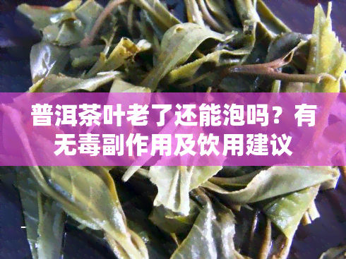 普洱茶叶老了还能泡吗？有无副作用及饮用建议