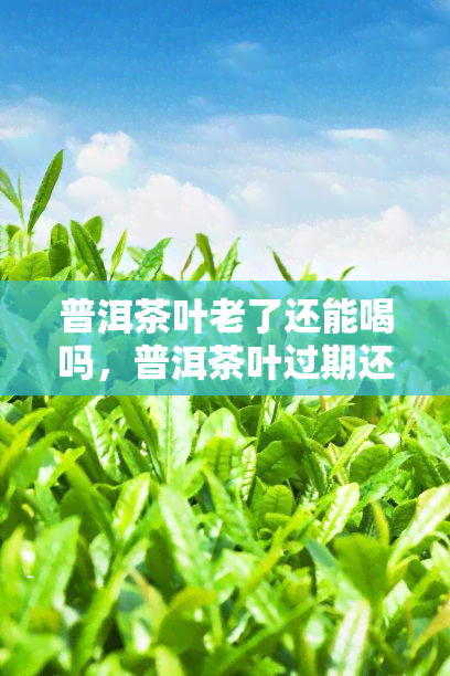 普洱茶叶老了还能喝吗，普洱茶叶过期还能喝吗？老叶子的饮用指南