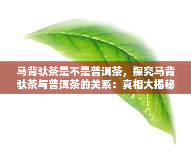 马背驮茶是不是普洱茶，探究马背驮茶与普洱茶的关系：真相大揭秘！