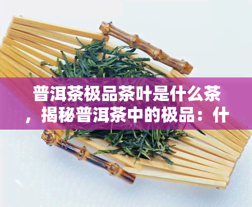 普洱茶极品茶叶是什么茶，揭秘普洱茶中的极品：什么茶叶堪称上品？