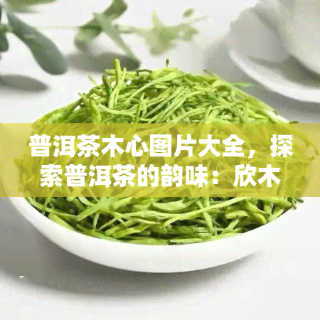 普洱茶木心图片大全，探索普洱茶的韵味：欣木心大师笔下的茶叶世界