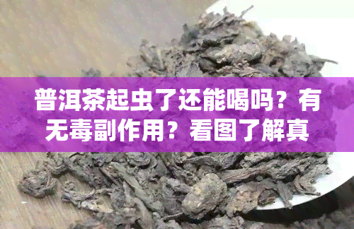 普洱茶起虫了还能喝吗？有无副作用？看图了解真相