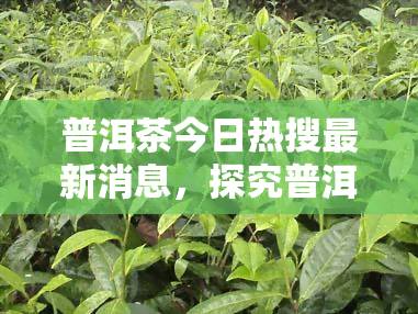 普洱茶今日热搜最新消息，探究普洱茶的热度：今日热搜最新消息解读