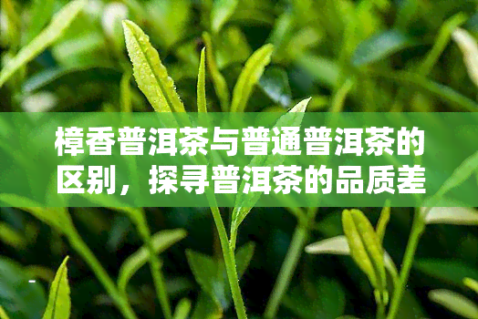 樟香普洱茶与普通普洱茶的区别，探寻普洱茶的品质差异：樟香普洱与普通普洱有何不同？