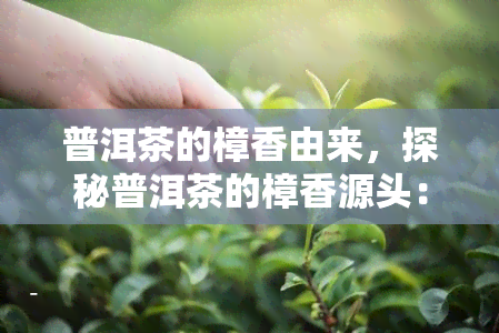 普洱茶的樟香由来，探秘普洱茶的樟香源头：一种独特的香气体验