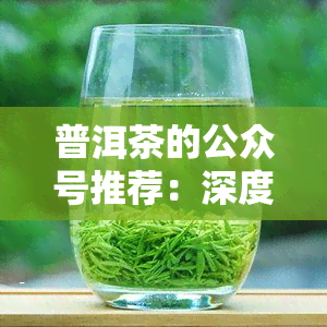 普洱茶的公众号推荐：深度解析普洱茶文化与品鉴技巧