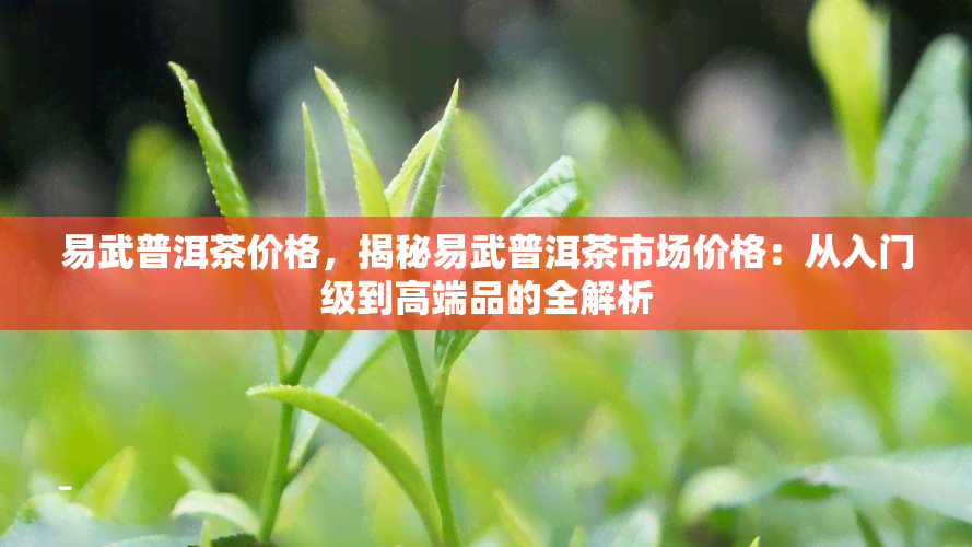 易武普洱茶价格，揭秘易武普洱茶市场价格：从入门级到高端品的全解析