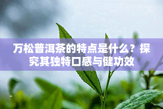 万松普洱茶的特点是什么？探究其独特口感与健功效