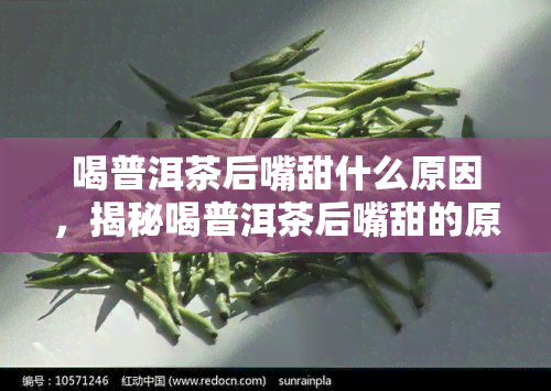 喝普洱茶后嘴甜什么原因，揭秘喝普洱茶后嘴甜的原因