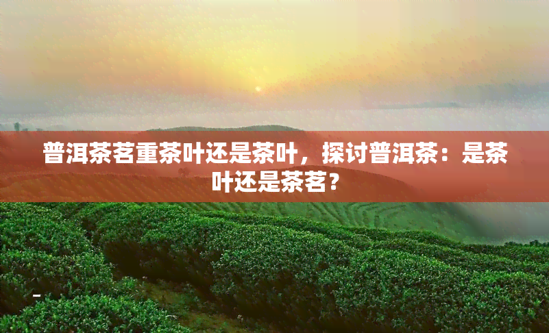 普洱茶茗重茶叶还是茶叶，探讨普洱茶：是茶叶还是茶茗？