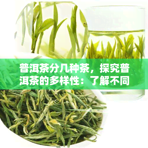 普洱茶分几种茶，探究普洱茶的多样性：了解不同种类的普洱茶