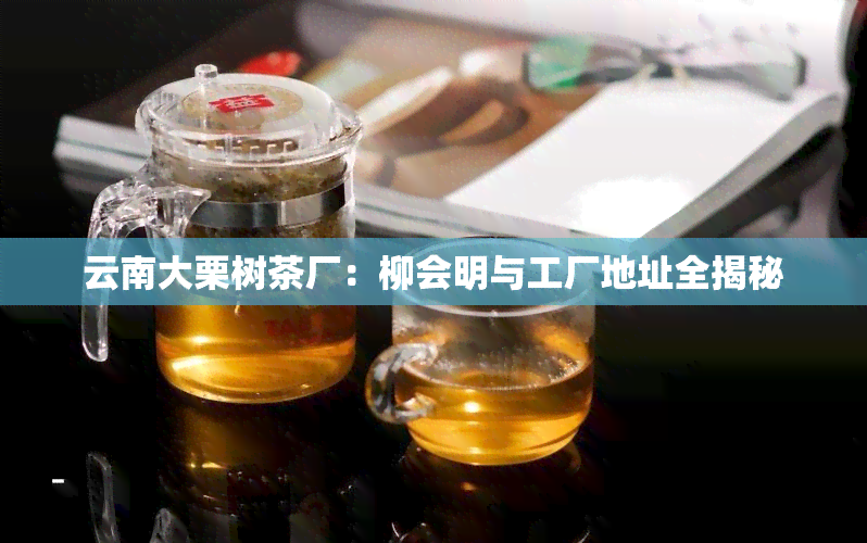 云南大栗树茶厂：柳会明与工厂地址全揭秘