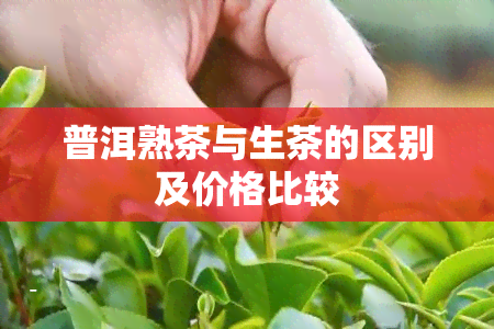 普洱熟茶与生茶的区别及价格比较