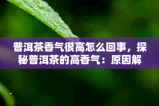 普洱茶香气很高怎么回事，探秘普洱茶的高香气：原因解析与品鉴技巧