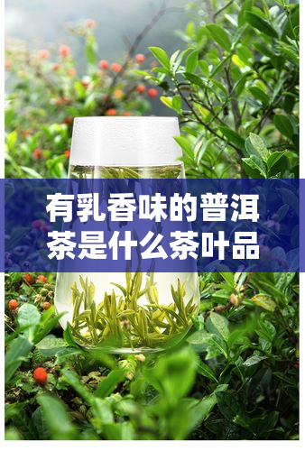 有乳香味的普洱茶是什么茶叶品种？其乳香味是怎样的特点？