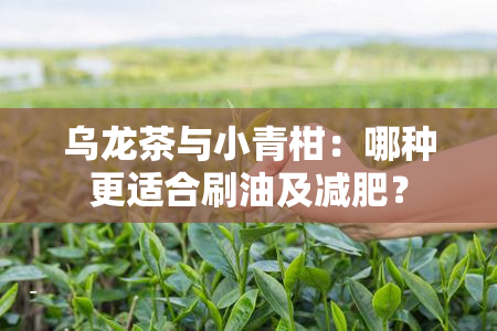 乌龙茶与小青柑：哪种更适合刷油及减肥？