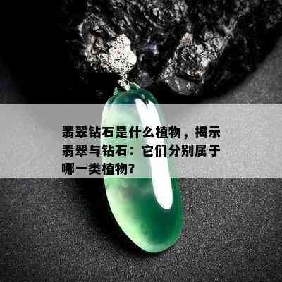 翡翠钻石是什么植物，揭示翡翠与钻石：它们分别属于哪一类植物？