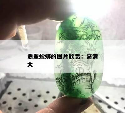 翡翠螳螂的图片欣赏：高清大