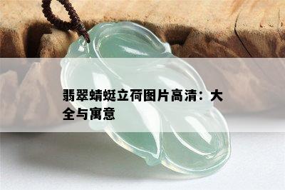 翡翠蜻蜓立荷图片高清：大全与寓意