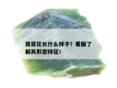 翡翠花长什么样子？看图了解其形态特征！