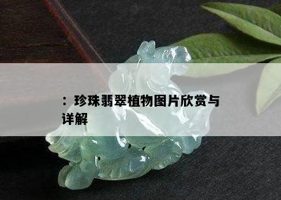 ：珍珠翡翠植物图片欣赏与详解