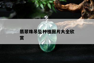 翡翠珠吊坠种植图片大全欣赏