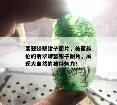 翡翠螃蟹钳子图片，美丽绝伦的翡翠螃蟹钳子图片，展现大自然的独特魅力！